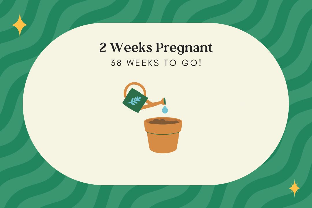 2 weeks pregnant