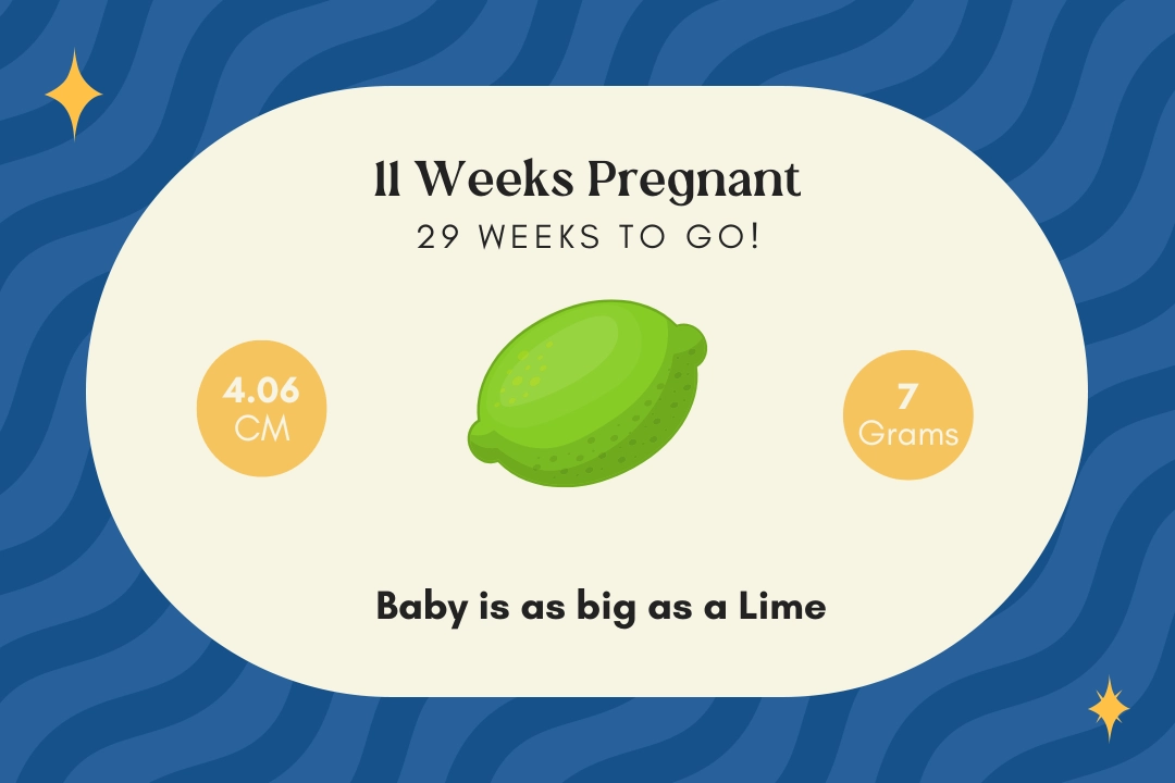 11 weeks pregnant