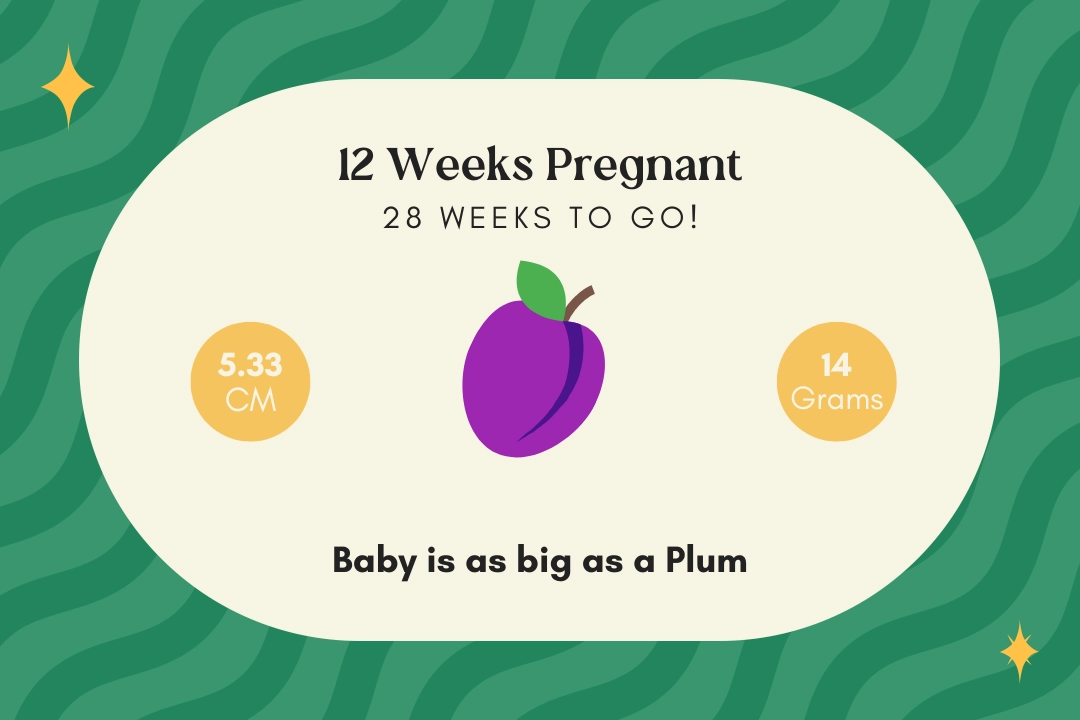 12 weeks pregnant