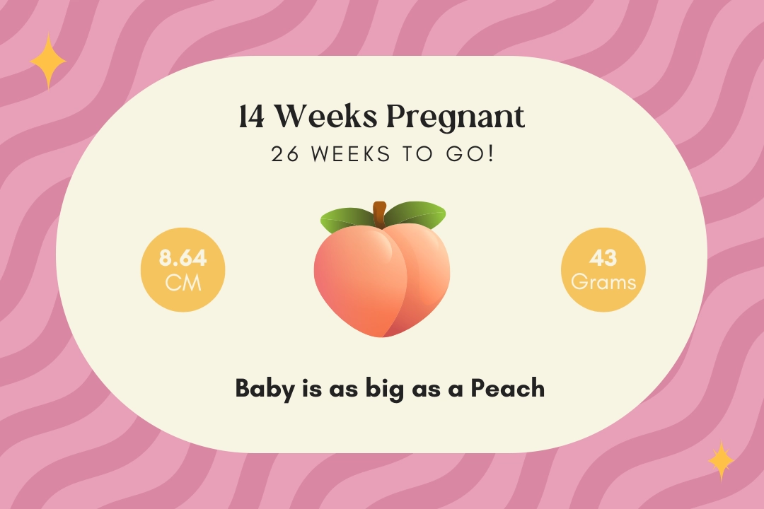 14 weeks pregnant