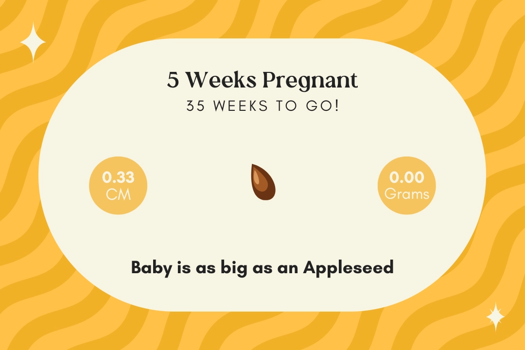 5 weeks pregnant