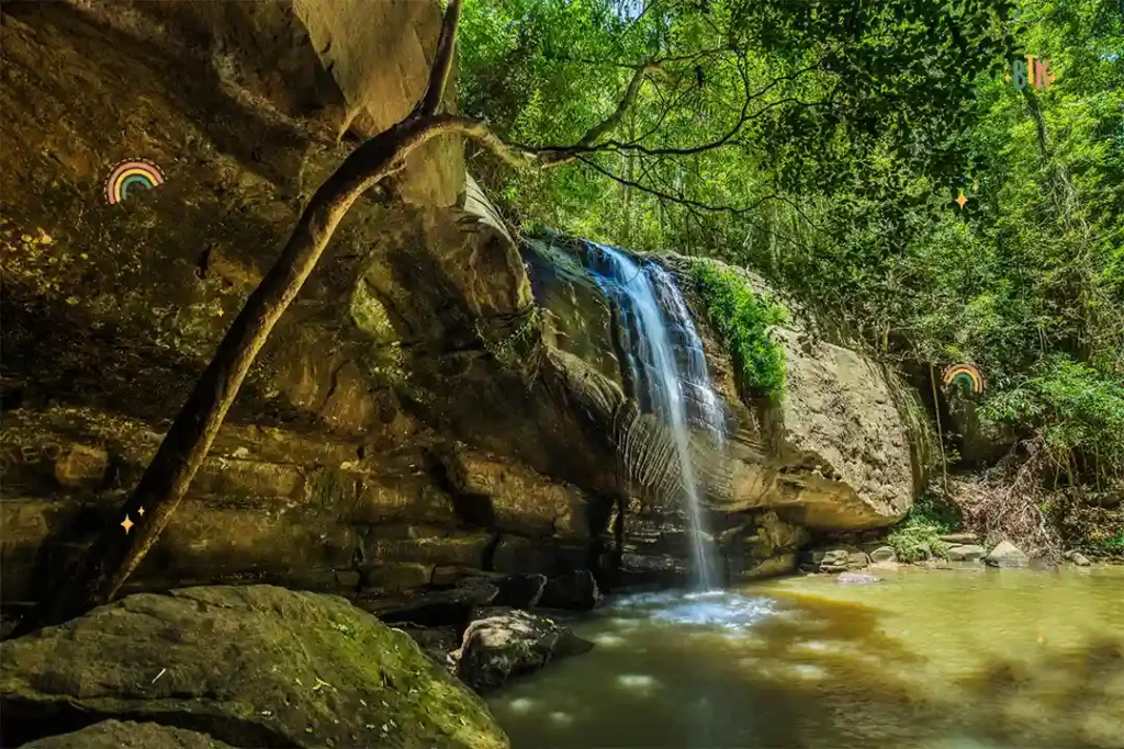 Buderim Forest Park