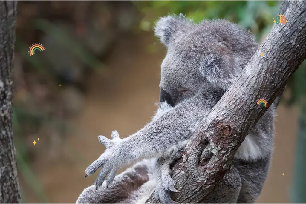 Daisy Hill Koala Centre