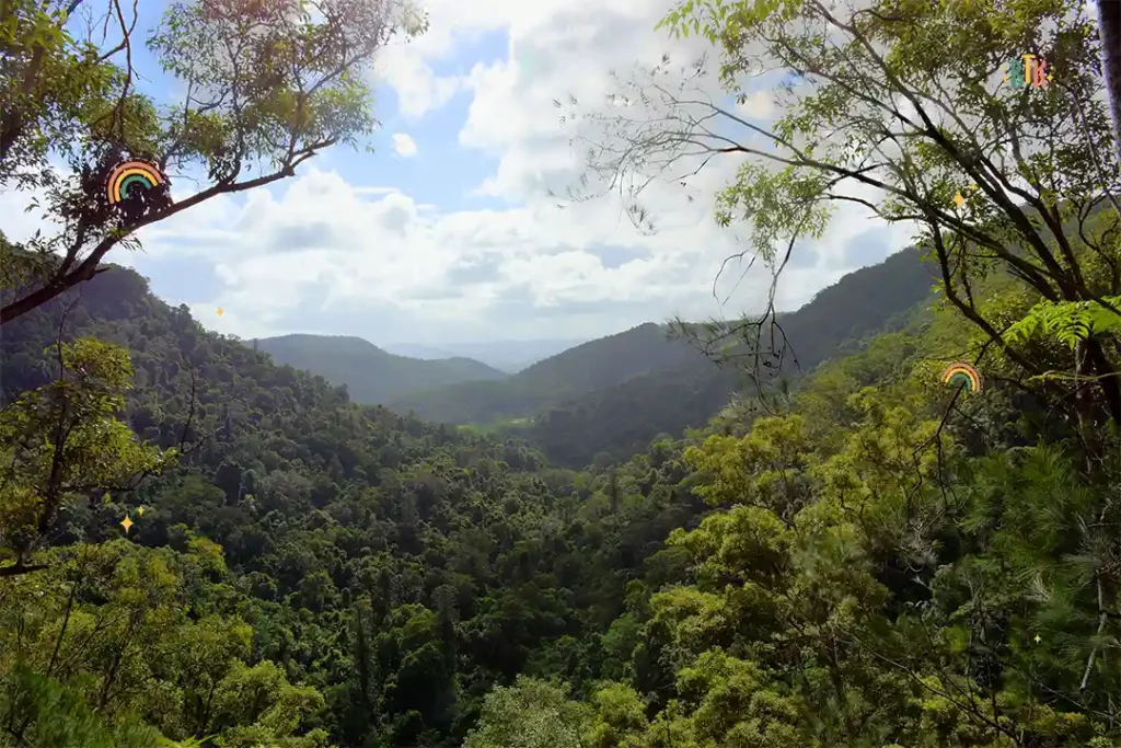 Kondalilla National Park