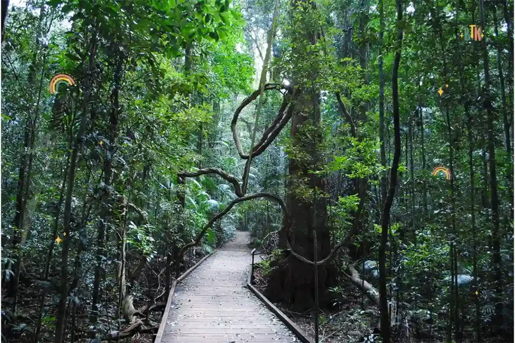 Mary Cairncross Scenic Reserve