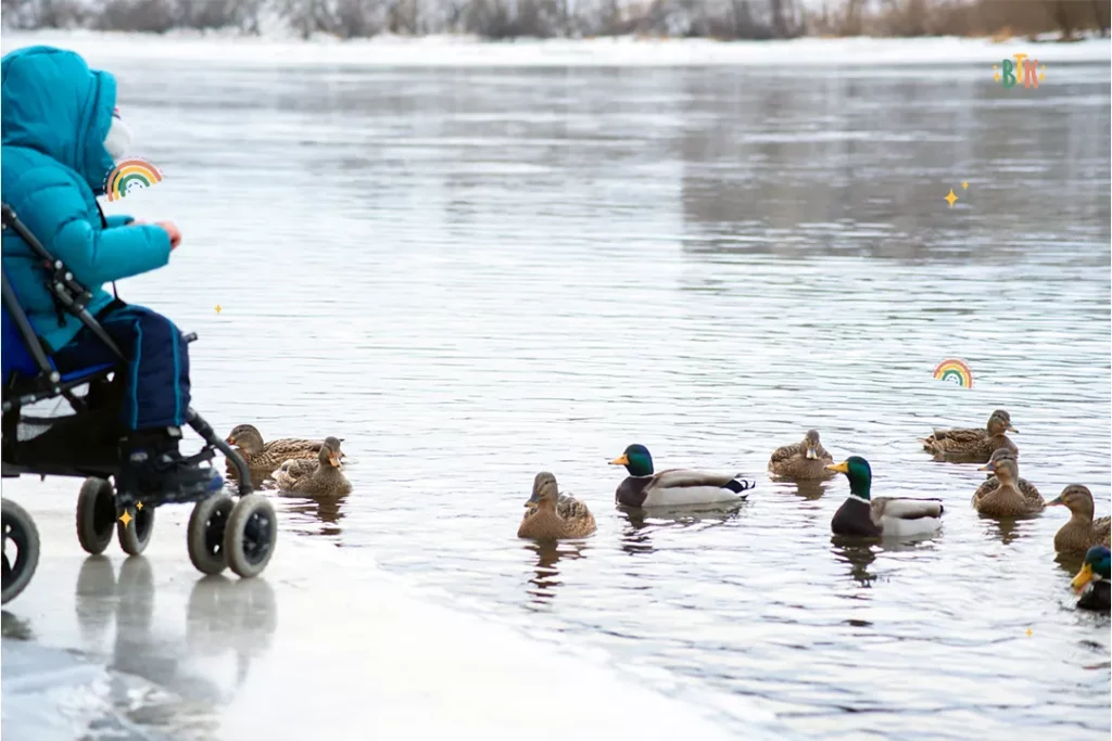 Wood Duck Walk